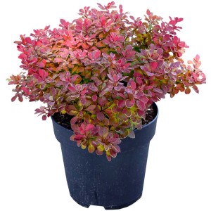 Berberis Ruby Star in vaso da 4,5 l: arbusto ornamentale con foglie rosse e bordi gialli.