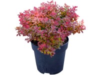 Berberitze Ruby Star Berberis thunbergii Topf 4,5 l