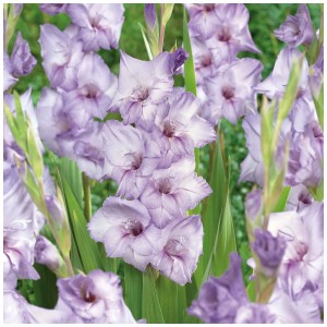 Primo piano di bulbi di gladiolo Grow by OBI Blue Tropic viola.