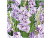 Grow by OBI Glaieuls Blue Tropic Violets 12 pcs