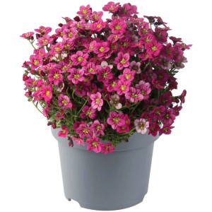 Mix di piante perenni colorate in vaso, varie varietà per aiuole e contenitori.
