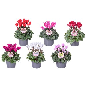 Cyclamen à feuilles argentées en pot, couleurs variées. Plante de balcon automnale.