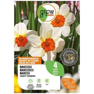 GROW by OBI Narzisse Barret Browning Blumenzwiebeln: Weiße Blüten, orange Trompete. Für Garten & Schnittblumen.