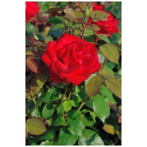 Rose noble bio Grande Amore rouge vif en pot, croissance touffue.