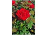 Bio Edelrose Grande Amore Topf Ø 12 cm / Höhe 15 - 40 cm