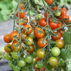 Blu Bio-Cherry-Tomato Pepe avec des tomates rouges et vertes sur la plante.