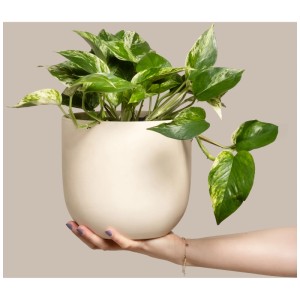 Feey Pothos Marble Queen en pot, plante d'intérieur verte à panachure blanche, tenue dans une main.
