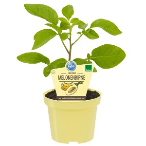 Blu Poire melon Pepino Gold en pot, env. 12 cm Ø. Légume fruit pour balcon et jardin.