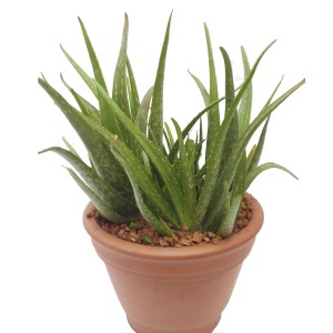 Aloe Vera in vaso, foglie verdi, diametro del vaso di circa 12 cm.