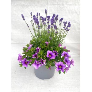 Pot avec lavande et calibrachoa (Lavandula, Calibrachoa) en violet et vert.