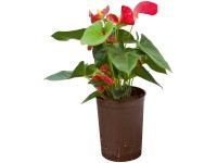 Hydropflanze Flamingoblume Anthurium andreanum Rot Topf Ø 13 cm / Höhe 12 cm