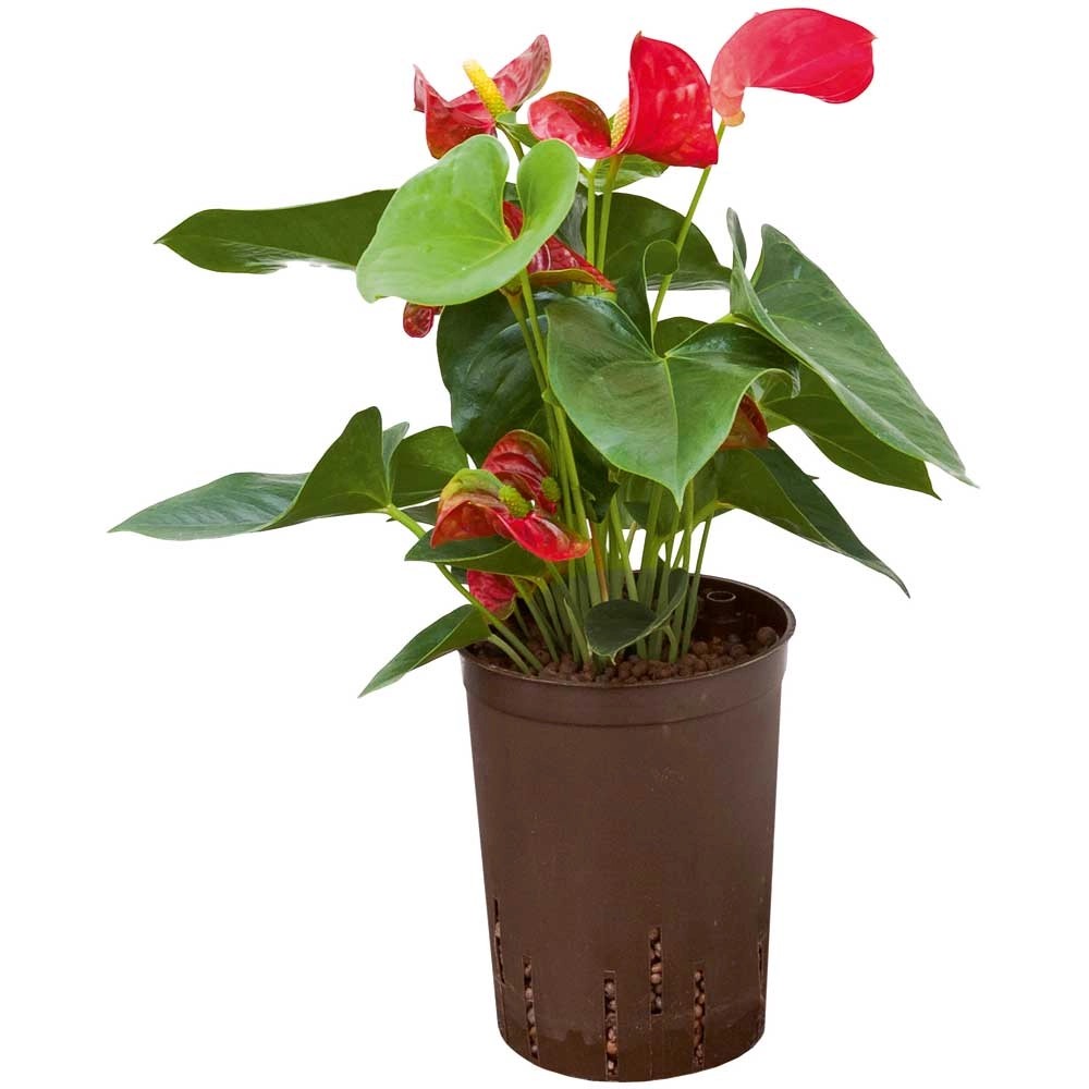 Hydropflanze Flamingoblume Anthurium andreanum Rot Topf Ø 13 cm / Höhe