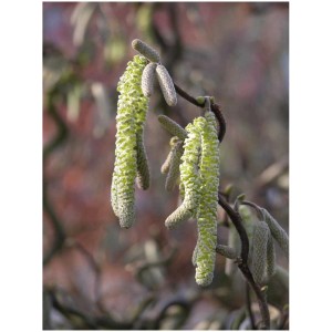 Dettaglio di Nocciolo contorto (Corylus avellana) con amenti pendenti verde chiaro.