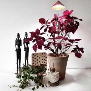 Parus lampada LED per piante Sunlite 7W Rosso illumina pianta d'appartamento con foglie rosse in vaso di terracotta.