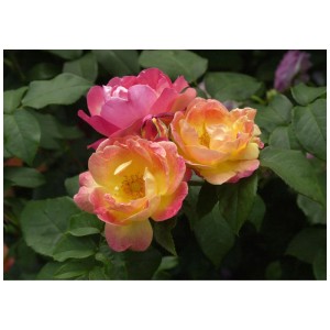 Nahaufnahme der Bio Strauchrose Firlefanz mit Blüten in Gelb, Orange und Rosa.