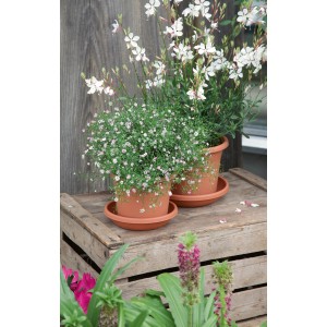 Soucoupe Geli Cylindro terracotta, Ø 21 cm, sous des pots de fleurs avec des plantes.