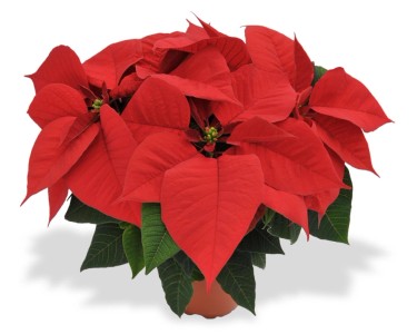 Weihnachtsstern Topf- ca. 10,5 cm Euphorbia pulcherrima