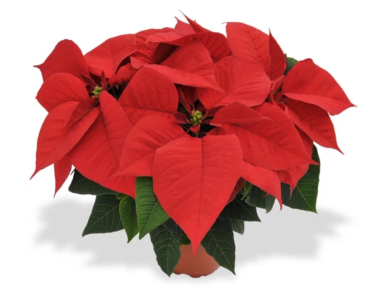 Weihnachtsstern Topf- ca. 10,5 cm Euphorbia pulcherrima