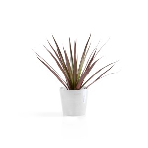 Ecopots Amsterdam Mini, pot de fleurs blanc (13x11,4cm) avec plante, idéal pour l'intérieur.