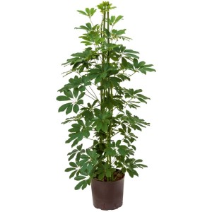 Plante hydroponique verte Schefflera arboricola en pot, env. 120 cm de haut.