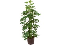 Hydropflanze Strahlenaralie Schefflera Grün Topf Ø 18 cm / Höhe 120 cm