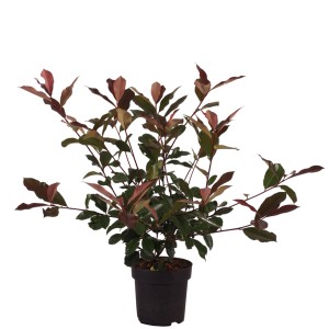 Fotinia Red Robin in vaso, altezza circa 30-40 cm, con foglie rosso vivo.