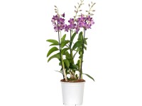Bambusorchidee Sa Nook Dendrobium 3-Trieber Topf Ø 19 cm Bambusorchidee Sa Nook Dendrobium 3-Trieber Topf Ø 19 cm