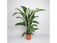 Einblatt Sensation Spathiphyllum Topf Ø 24 cm