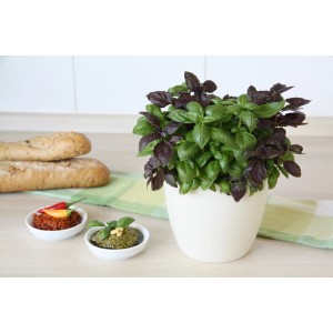 Blu Bio-Pesto Basilic en pot (Ø 12 cm) avec feuilles vertes et rouges.