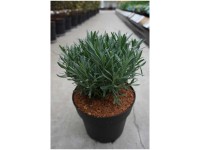 Lavendel Sensational Lavandula intermedia Topf 6 l