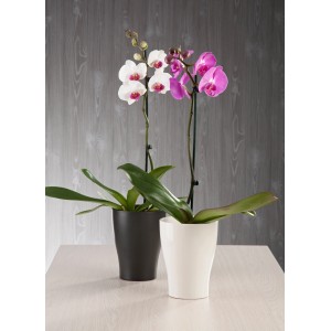 Pot pour orchidées Scheurich 608, anthracite et blanc, avec des orchidées en fleurs.