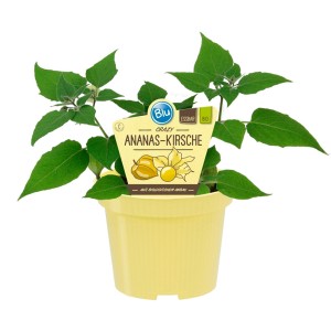 Blu Bio Ananas-Ciliegia in vaso, ca. 12 cm Ø. Frutti dolci, grandi come ciliegie, da sgranocchiare.