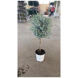 Mélange méditerranéen en pot, env. 80-100 cm de haut. Plante en pot avec eucalyptus.