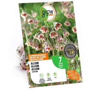 GROW by OBI bulbes de fleurs : Ail d'ornement Nectaroscordum à fleurs blanc-pourpre, 7 pièces.