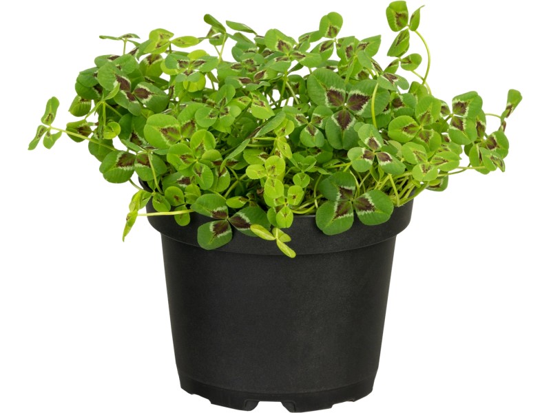 GROW by OBI Trifoglio bianco Trifolium Vaso Ø 13 cm - Piante