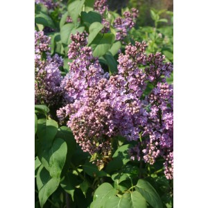 Primo piano di lillà (Syringa vulgaris) colorato e fiorito in vaso da 10 l.