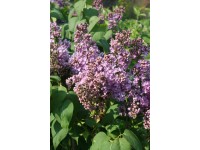 Gewöhnlicher Flieder Syringa vulgaris verschiedene Farben Topf 10 l / 1 Stk.