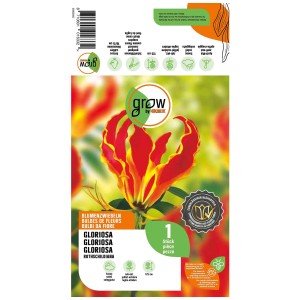 Grow by OBI Gloriosa Rothschildiana bulbo con fiore rosso-giallo, 1 pezzo.