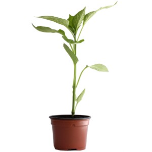 Plant de piment rouge long bio en pot (Ø 11cm) pour la culture de légumes-fruits.