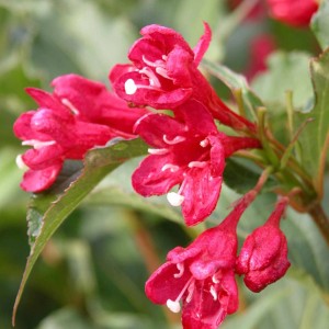 Gros plan sur les fleurs rouges du Weigelia Red Prince.