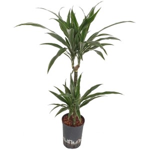 Hydropflanze Dracaena Warnecki, feuilles vertes à bords blancs en pot.
