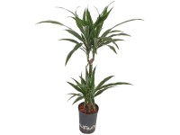 Hydropflanze Drachenbaum Warnecki Dracaena Ø 15 cm / Höhe 75 cm