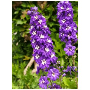 Delphinium in fiore nel mix di piante perenni 'Varietà della Natura', fiori viola con accenti bianchi.