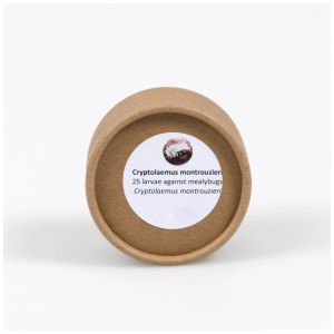 Larves de coccinelles Andermatt Biogarten, 25 pcs. en carton pour la lutte biologique contre les parasites.