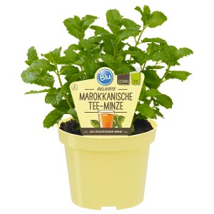 Blu Menthe à thé marocaine bio en pot, env. 12 cm de diamètre.
