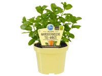Marokkanische Tee-Minze Mentha spicata Topf Ø ca. 12 cm
