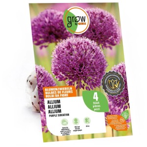 Emballage GROW by OBI Ail d'ornement Purple Sensation, 4 pièces, globes de fleurs violettes.