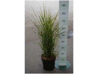 Chinaschilf Miscanthus sinensis Strictus Container 6 l Chinaschilf Miscanthus sinensis Strictus Container 6 l