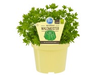 Waldmeister Topf-Ø ca. 12 cm Galium