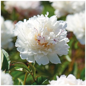 Primo piano di una peonia bianca Grow by OBI Shirley Temple con foglie verdi.